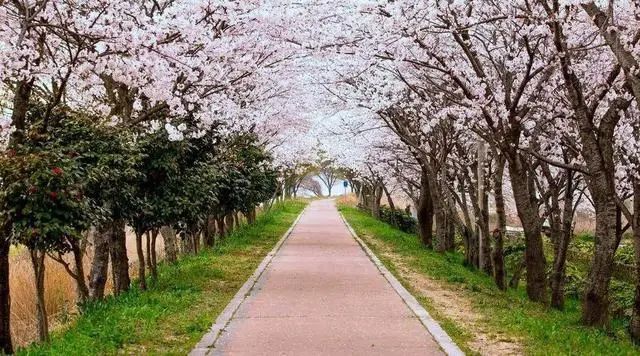 20日起，安徽合肥增開兩條“定制旅游公交專線”(圖2)